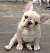 french bulldog price