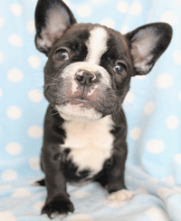 last chance french bulldog rescue