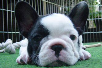 french bulldogs for sale