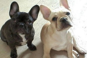 french bulldogs