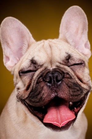 love that frenchie