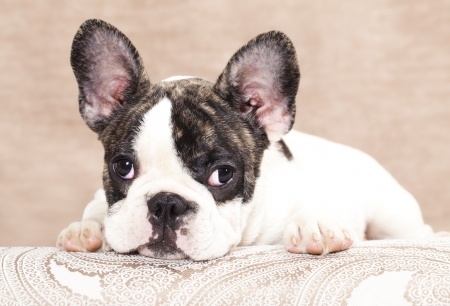 french bulldog for sale