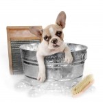 french bulldogs for sale
