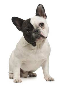 training your french bulldog puppy