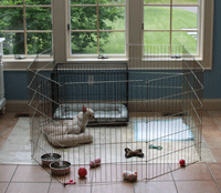 Dog crate french bulldog sale