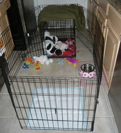 Crate training french 2025 bulldog at night