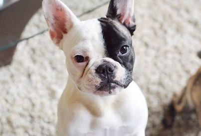 Chloe the Stolen French Bulldog - Found!