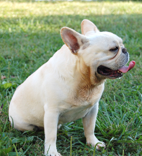 Cream-French-Bulldog-Sitting-Sun