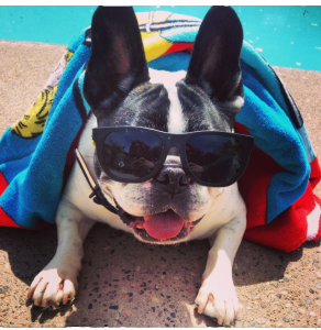 french-bulldogs-overheating
