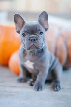 Adorable Blue Merle French Bulldog Full Grown