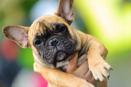Best French Bulldog Guide | Training | Rescue | Puppies | Diet