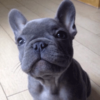 french bulldog puppy