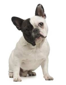 How To Clean Your French Bulldogs Wrinkles Correctly