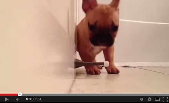 Cute French Bulldog Puppy Playing With Door Stop