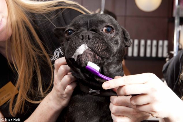 French sale bulldog brush