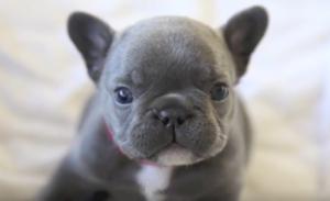 36 HQ Images Blue Eyed French Bulldog Puppy : Lilac bulldog | Hunde, Bulldog, Dyr