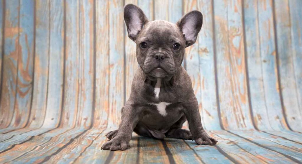 blue-french-bulldog Blue French Bulldog puppy