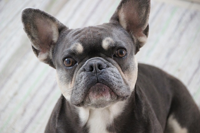 blue french bulldog price