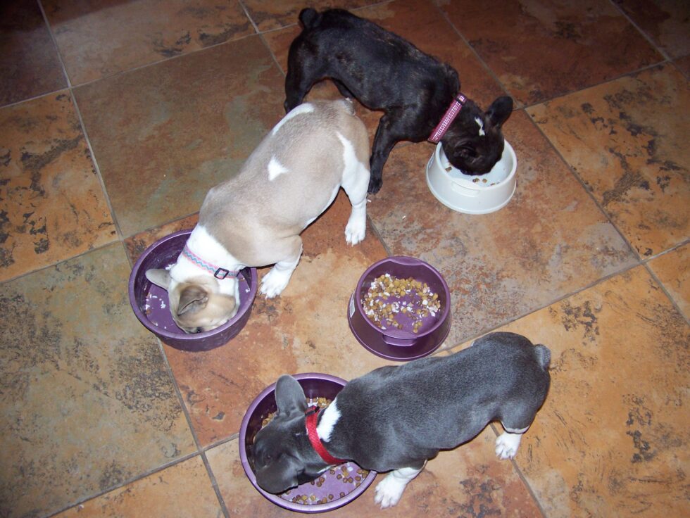 Your French Bulldog’s Diet Canned Dog Food vs. Dry Kibble