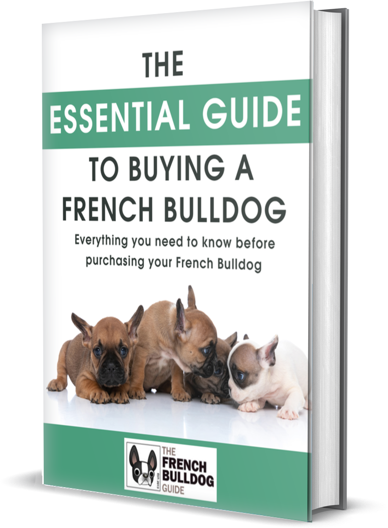 essential-guide-to-buying-french-bulldog
